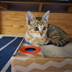 ✪お話中✪里親さん募集中🐾凛々し美人なキジ猫ちゃん🐾