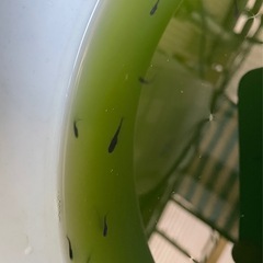 受付中🔴ブラックダイヤ 稚魚8匹 オロチにラメが入っためだか残り3 の画像