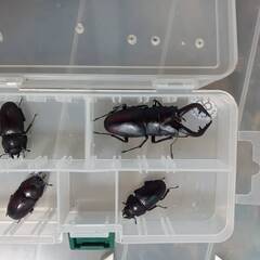 千葉県産天然ノコギリクワガタ　特大！65mm♂×繁殖♀3匹セット...