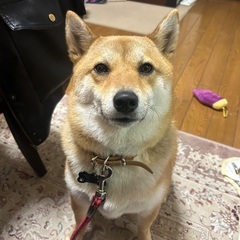 迷子犬探してます