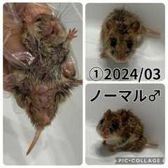 ジャンガリアン、チャイニーズハムスターの里親募集