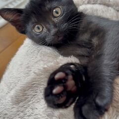 生後約4カ月黒猫ちゃんの里親募集 − 神奈川県