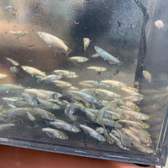 お買得　かぐら　メダカ　めだかの画像