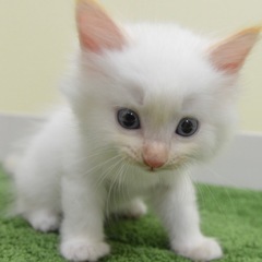 [パート募集】犬・猫のお世話スタッフ募集！動物好きな方歓迎♪《名...