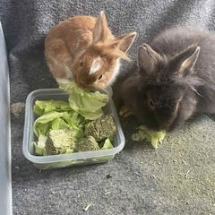 うさぎオス　2匹一緒の里親募集