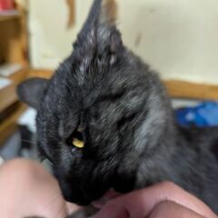 里親募集中
