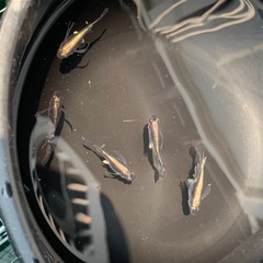 親種　バクシャイナー　メダカ　めだか