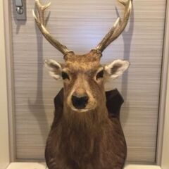 鹿の剥製譲ってください！　ハンティングトロフィー
