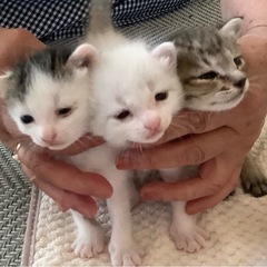 生後3週間子猫ちゃんの里親募集中