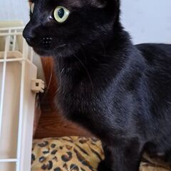 １歳のメス、黒猫