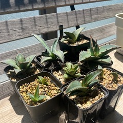 アガベ　まとめ売り　ネームド　実生　多肉植物の画像