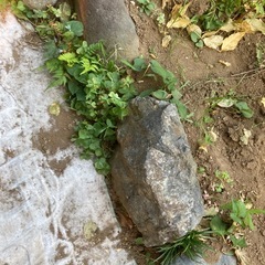 庭石　の画像
