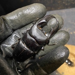 サキシマヒラタペア
