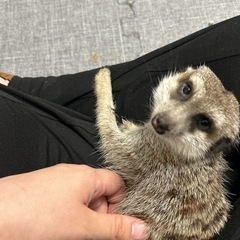ミーアキャット 2歳半 オス