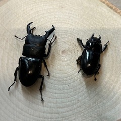 国産ヒラタクワガタ♂♀ペア