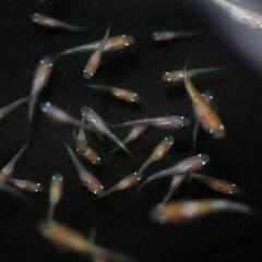 王華 稚魚 1匹 メダカ 赤ちゃん 紅白メダカ ラメメダカ の画像
