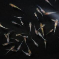 王華 稚魚 1匹 メダカ 赤ちゃん 紅白メダカ ラメメダカ の画像