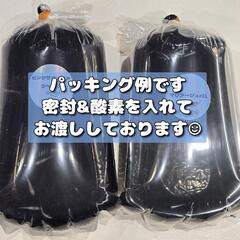 王華 稚魚 1匹 メダカ 赤ちゃん 紅白メダカ ラメメダカ の画像