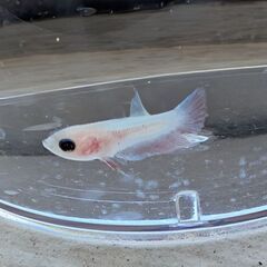 受付終了しました。熱帯魚ベタ 稚魚