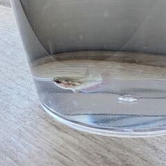 受付終了しました。熱帯魚ベタ 稚魚の画像