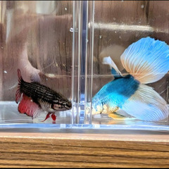 受付終了しました。熱帯魚ベタ 稚魚の画像