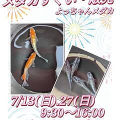 メダカすくい・販売　7/13(日).27(日)ジョイフルパ…