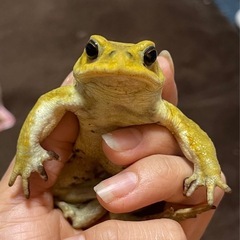 ミヤコヒキガエル　黄色　カエル