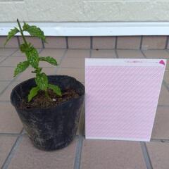 お花の画像