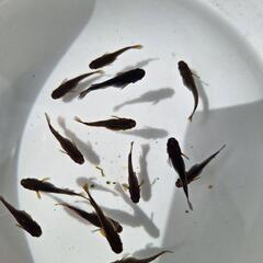 メダカ🐠五式タイプR　God
