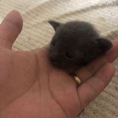 子猫ちゃん