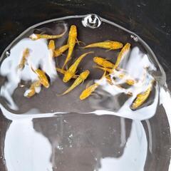 メダカ🐠レクリス✨の画像