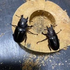 国産ミヤマ♀2匹