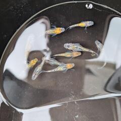 メダカ🐠宮桜🌸