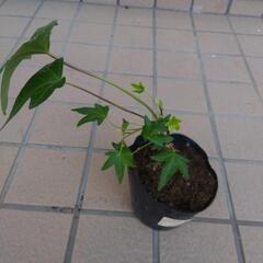 お花