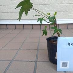 お花の画像