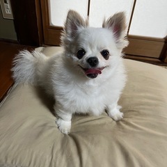 かわいがってくださる方