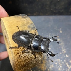 ダイオウヒラタ♂極小