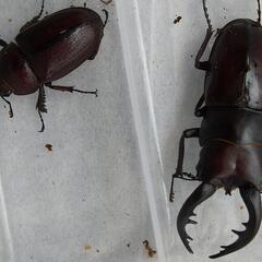 トクノシマノコギリクワガタの画像