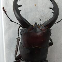トクノシマノコギリクワガタ
