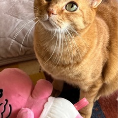 茶トラのミルくん🐱
