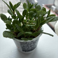 多肉植物　2種の画像