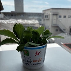 多肉植物　2種の画像