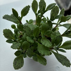 多肉植物　2種