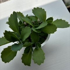 多肉植物　2種の画像
