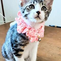 子猫2カ月❣️ゴロスリのキジ白ちゃん♥️