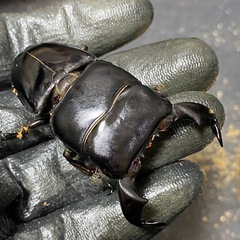 ダイオウヒラタペア