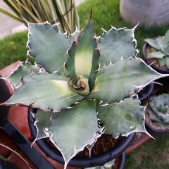 アガベチタノタ白鯨斑入りの画像