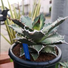 アガベチタノタ白鯨斑入りの画像