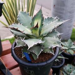 アガベチタノタ白鯨斑入りの画像