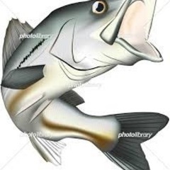 シーバス釣りが得意という方探してます！